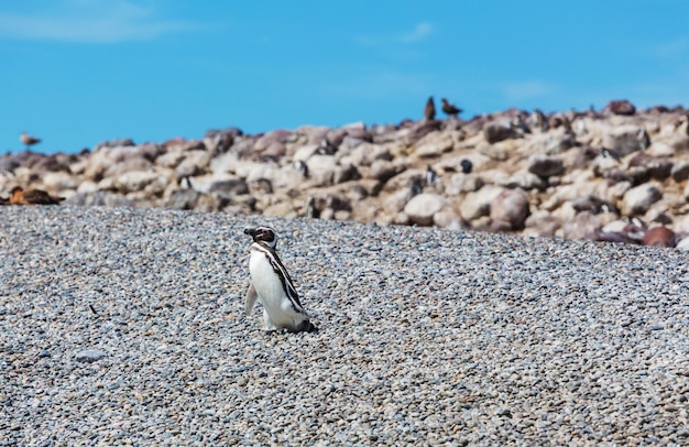 Penguin