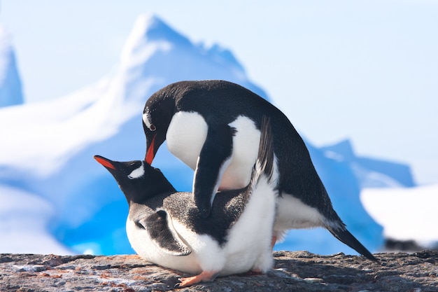 Penguins in Antarctica