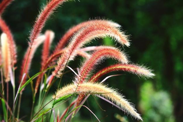 Photo pennisetum feather or fountain grass or pennisetum setaceumcloseup of colorful grasses