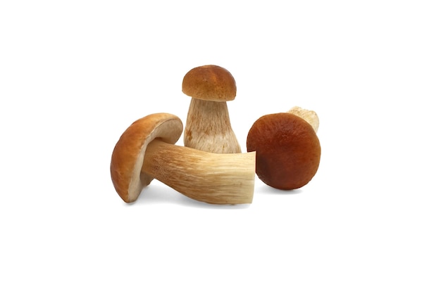 Penny Bun or Boletus edulis Cep mushroom isolated on white background