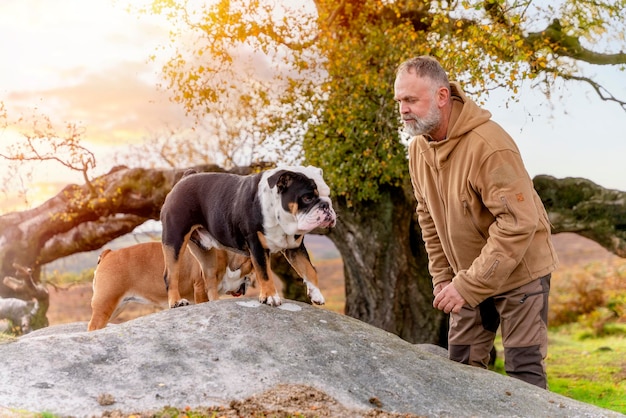 pensioner in  jacket with English bulldogs on top of mountain going for a walk in Peak District