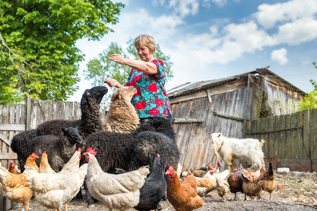 Pensioner woman happy time feed sheep on farm