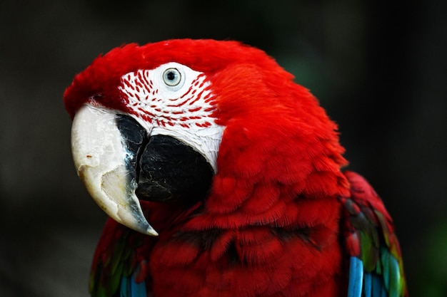 Pensive head of a handsome red parrot