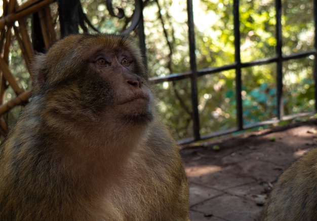 Pensive monkey waiting for food