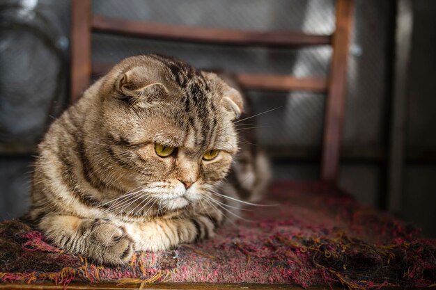 Pensive striped Scottish Fold cat lying on the balcony on an old torn chair