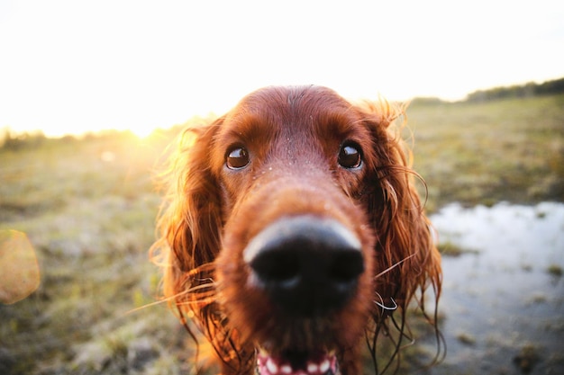 Pensive wary Irish Setter dog in meadow during sunset