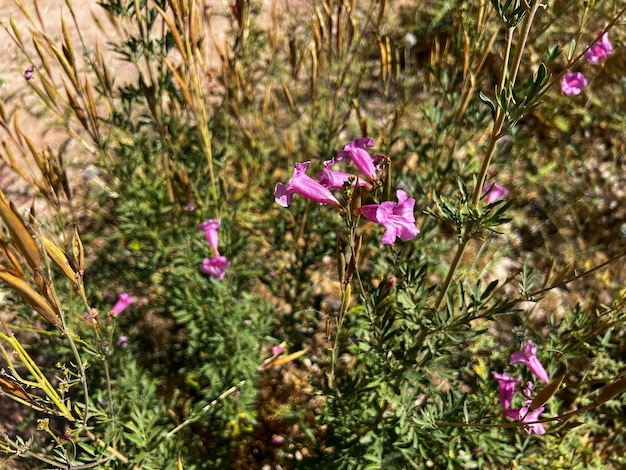 Penstemon parryi