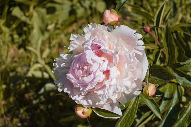 Photo peonies blooming in the garden in summer