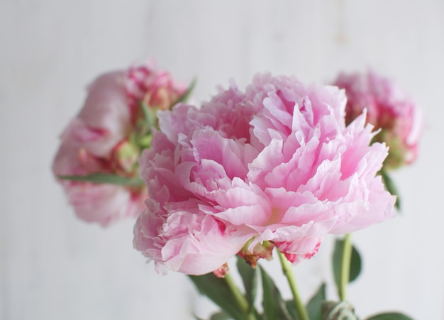 Photo peonies flowers white white vase  wedding theme