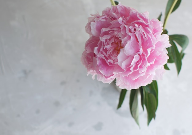 Photo peonies flowers white white vase  wedding theme