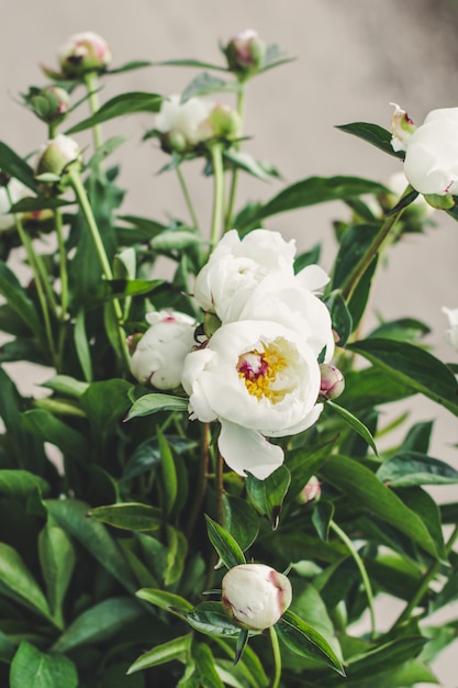 Peonies flowers