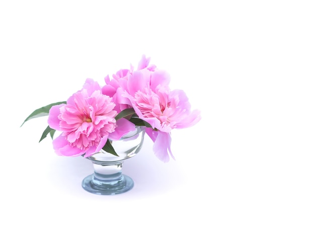 Peonies in glass vase.