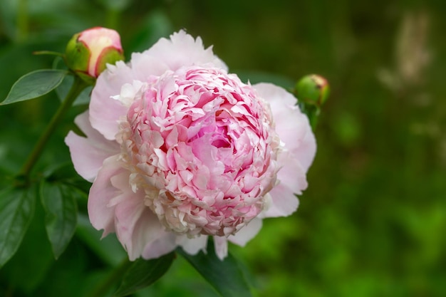 Photo peony angel cheeks in garden on sunny day lat paeonia lactiflora big blooming pink peony flowers in