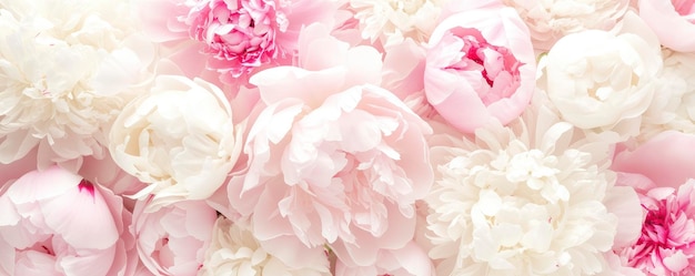 peony backdrop with lots of white space for content lovely vibrant hues