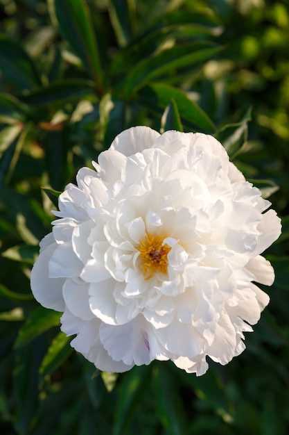 Peony bud in sunshine on foliage