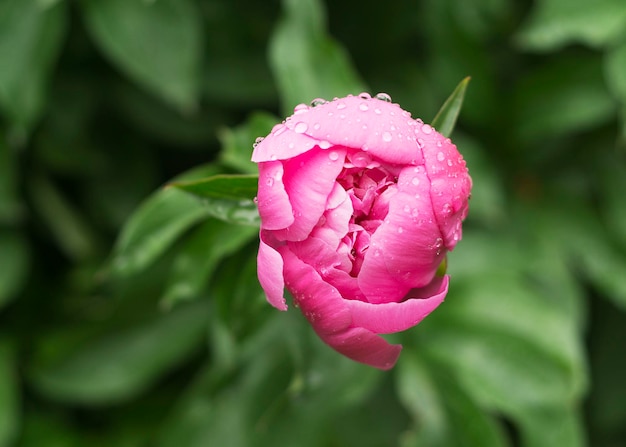 Peony bud in water drops after a rain 2