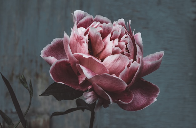 Peony on dark background closeup