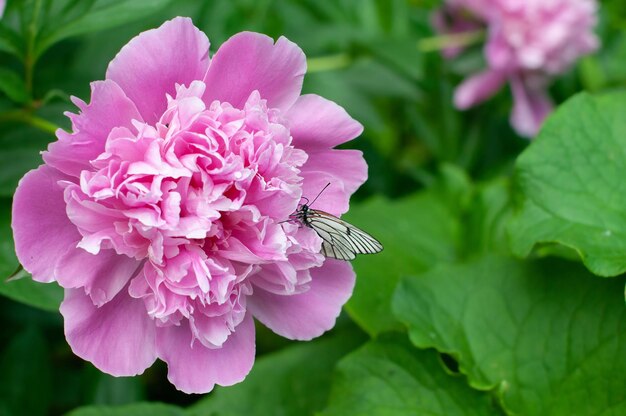 Peony flower on green background