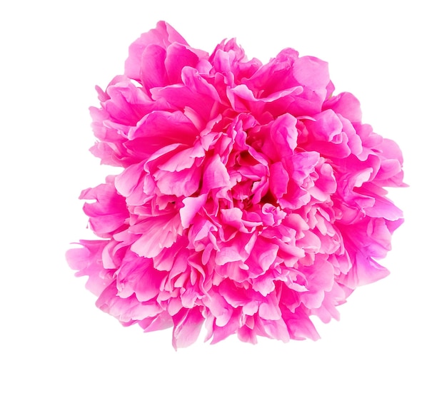 Peony flower isolated on white background