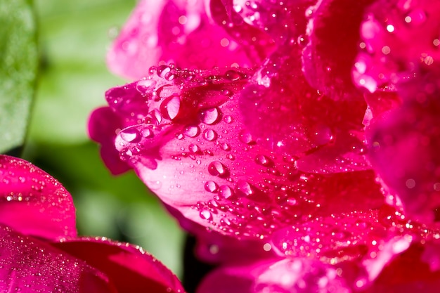 Peony flower  with water drops