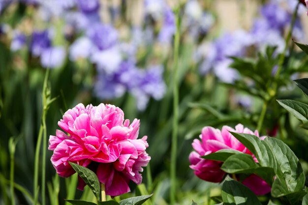 Peony flower