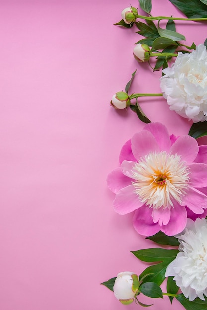 Peony flowers branches leaves and petals with space for text on a pink background Peony flower texture Flat lay top view