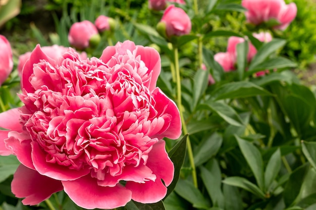 Peony flowers in the garden