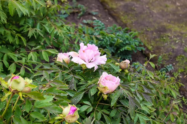 Peony flowers with terry petals in spring garden