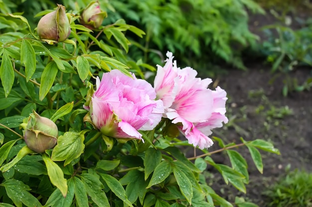 Peony flowers with terry petals in spring garden