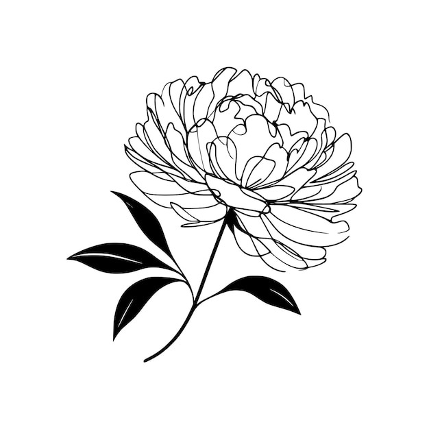 Photo peony line art illustration peony flower