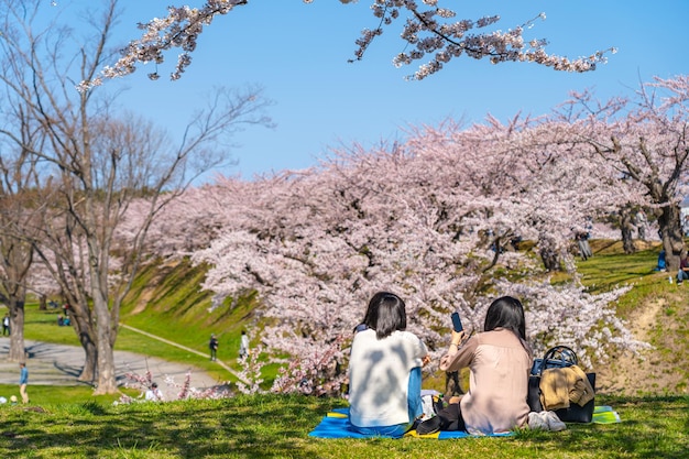 People enjoy cherry blossoms in Goryokaku Park in springtime. Hakodate Hokkaido Japan