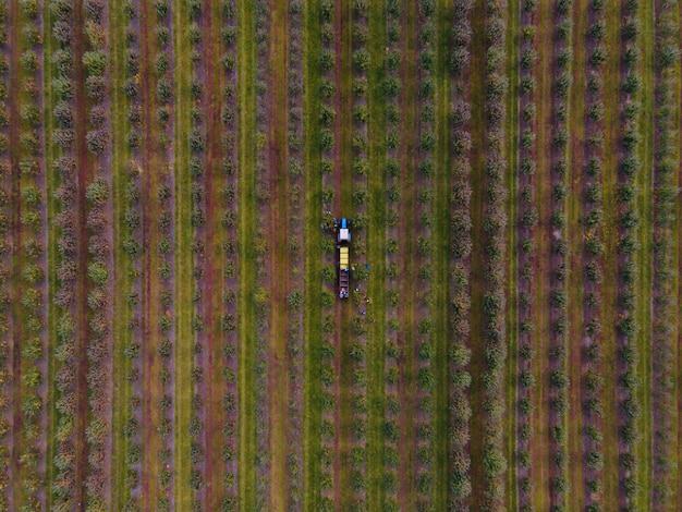 People picking apples and puts them in big containers