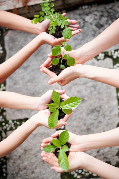 Photo people plant young trees