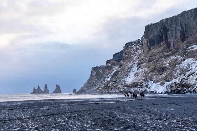 People ride horses on a Vik black beach and view on waves of the winter Atlantic Ocean