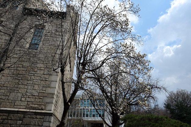 People walk at Ewha Womans University on MARCH 232019 in SeoulKoreaEwha Womans University is currently the world39s largest female educational institute