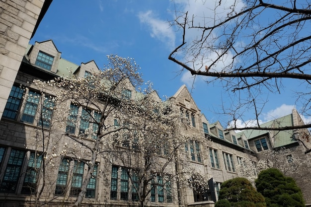 People walk at Ewha Womans University on MARCH 232019 in SeoulKoreaEwha Womans University is currently the world39s largest female educational institute