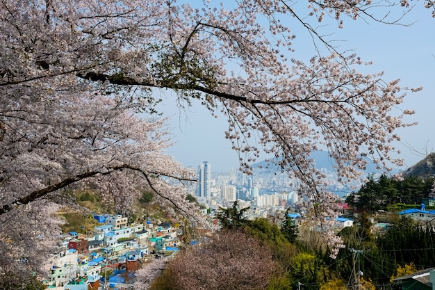 People walk at Jinhae Gunhangje Festival in Busan,Korea.