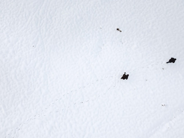 people walking on snow