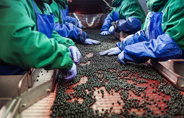 People at workUnrecognizable workers hands in protective blue gloves make selection of frozen berriesFactory for freezing and packing of fruits and vegetablesLow light and visible noise