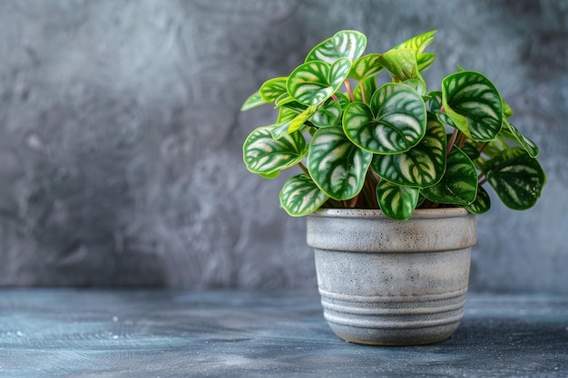 Peperomia in Flowerpot Closeup Peperomia Macro House Plant in Flowerpot on Blurred Background