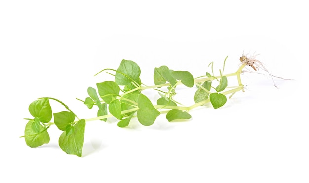 Peperomia Pellucida plant isolated on white background