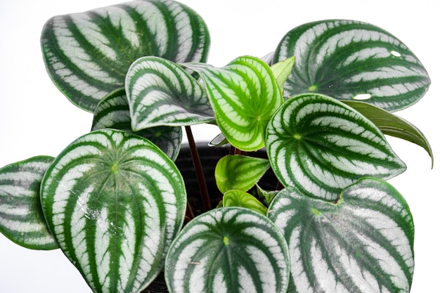 Peperomia watermelon indoor plant on white background