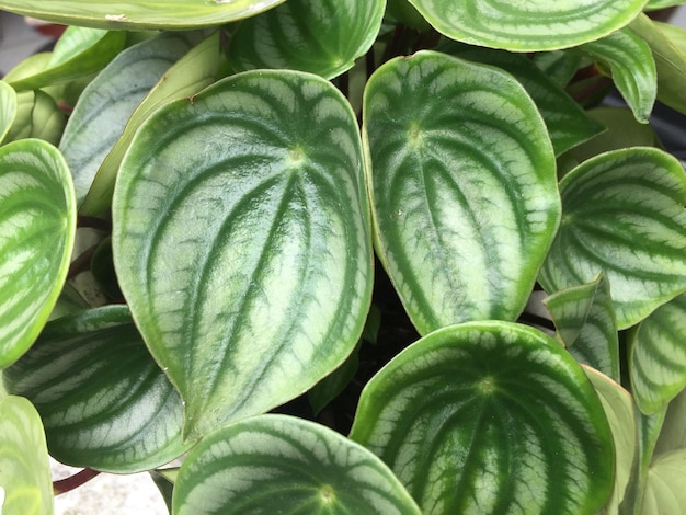 Peperomia Watermelon Plant.