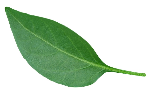 Pepper leaf closeup isolated on white. Pepper leaf clipping path