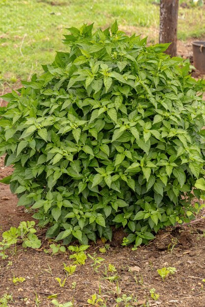 Pepper plant leaves with selective focus