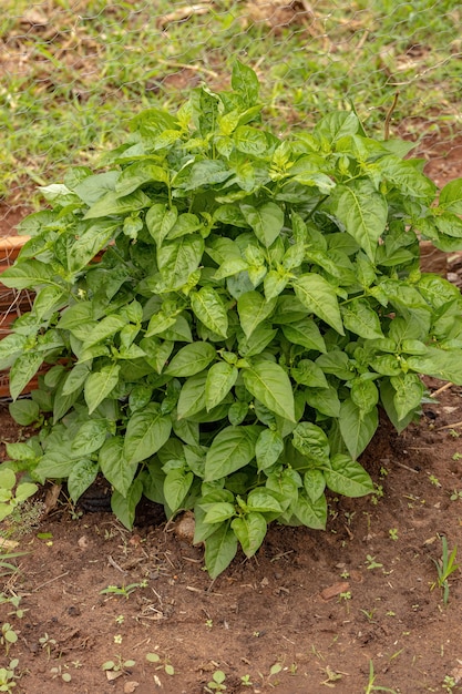 Pepper plant leaves with selective focus