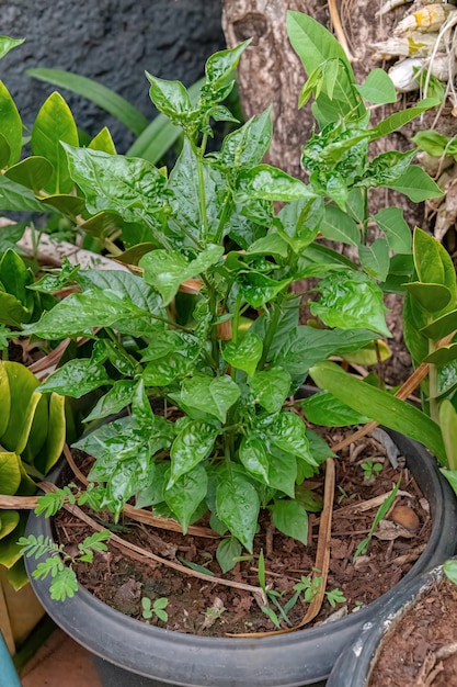 Pepper plant leaves