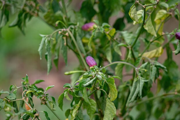 Pepper plants with fruits with selective focus