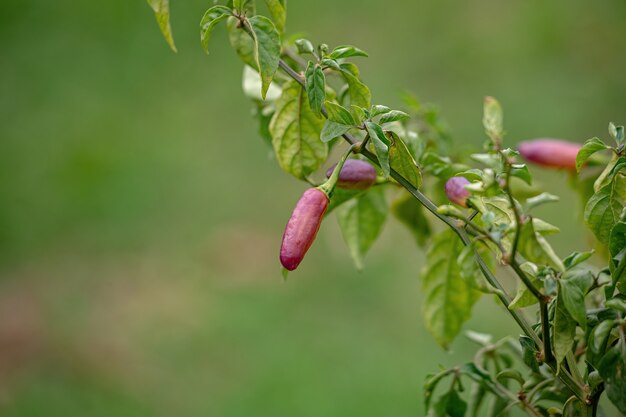 Pepper plants with fruits with selective focus