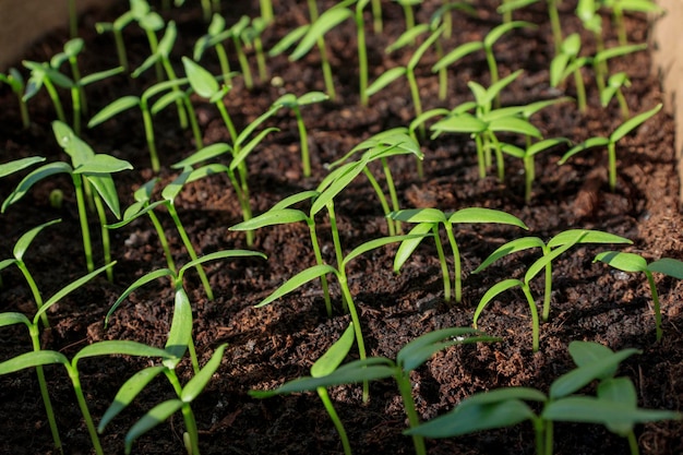 Photo pepper seedling spring seedlings low sprouts of peppers grown at home in boxes the sprouts of pepper grown from seed